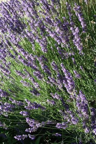 C'est l'été, la lavande est superbe