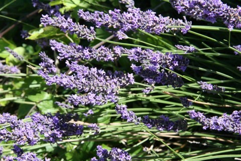 et elle sent tellement bon !