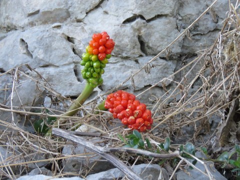 Un joli bouquet plein de couleurs parmi les vieilles pierres