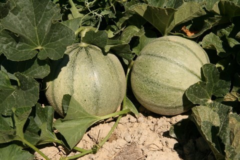 Melons