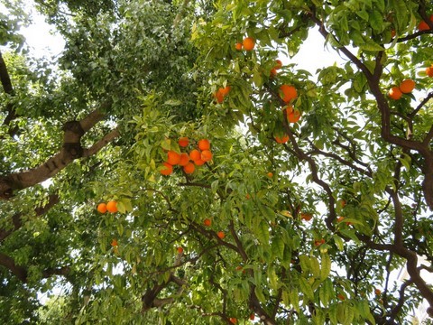 Un oranger parmi tant d'autres
