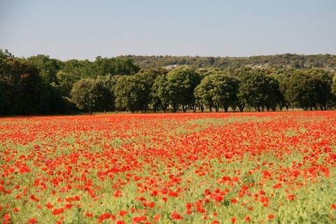 Un des magnifiques champs de coquelicots photographiés dans ce village