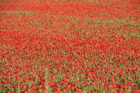 Un autre de ces magnifiques champs de coquelicots photographiés dans ce village