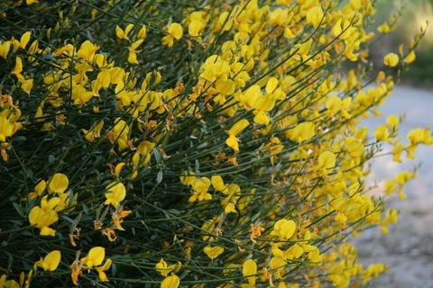 C'est aussi la saison de ces magnifiques genêts qui colorent tous les talus de la région