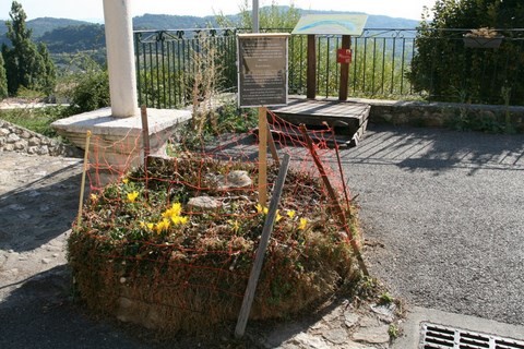 Vestiges d'un figuier qui veut renaître