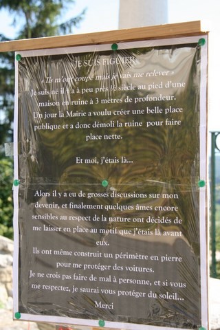 Voici l'histoire romancée de ce figuier