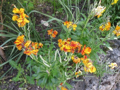 Quelques jolies fleurs pour donner un peu de couleurs parmi ces vieilles pierres