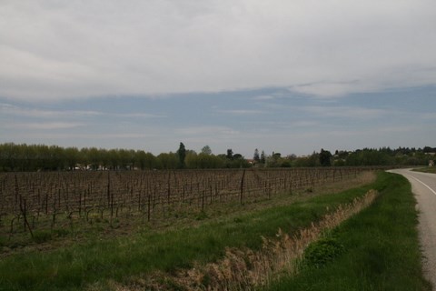 En revenant vers le village, nous traversons des vignes