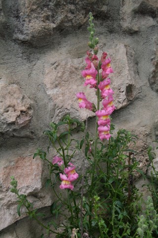 Une jolie fleur sur notre chemin