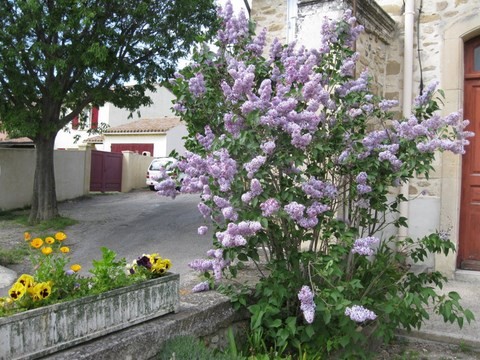 Petit coup d'oeil au magnifique lilas et aux jardinières fleuries avant d'entrer