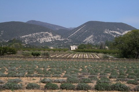 Panorama magnifique avec lavande et vignes sur fond de montagnes