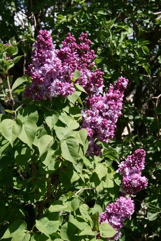 Le lilas est en fleurs