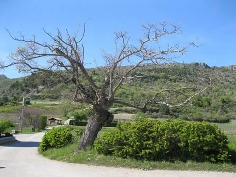 Le vieux gardien de la place