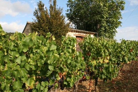 Les Vignes