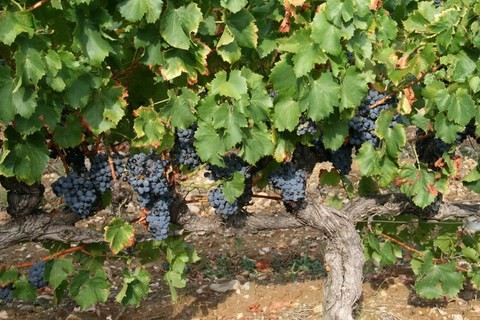 Les Vignes