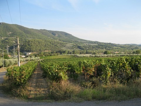 Les Vignes