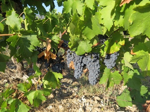 Les Vignes