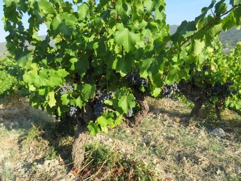 Les Vignes
