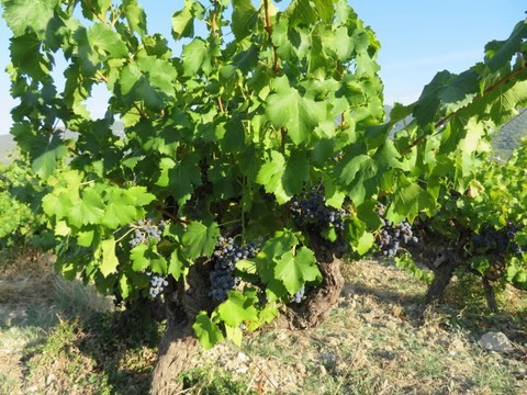 Les Vignes
