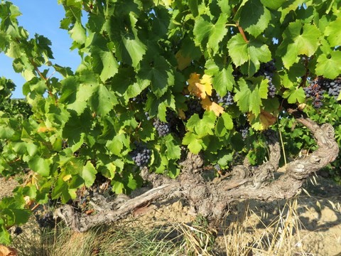 Les Vignes