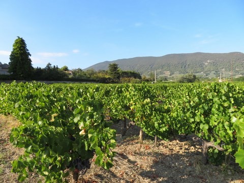 Les Vignes