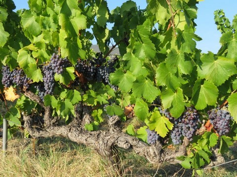 Les Vignes