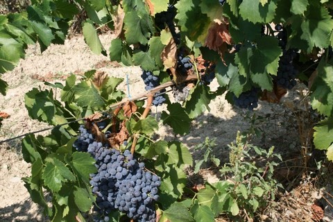 Les Vignes