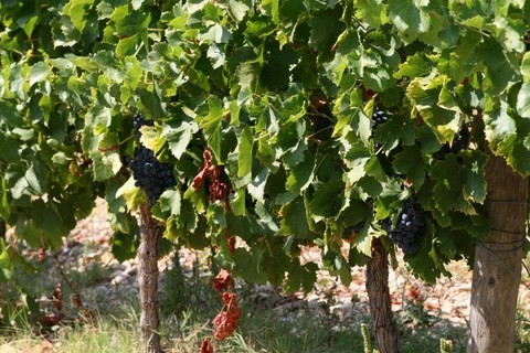 Les Vignes