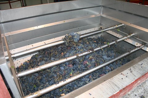 Certains vignerons apportent les raisins à la coopérative 