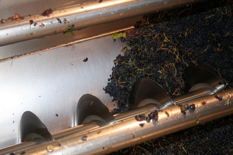 Certains vignerons apportent les raisins à la coopérative 