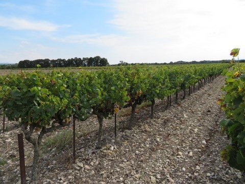 Les vignes